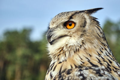 Close-up portrait of a bird