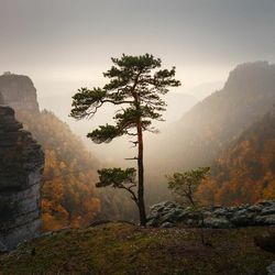 Trees in forest against sky