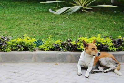 Portrait of a dog on footpath