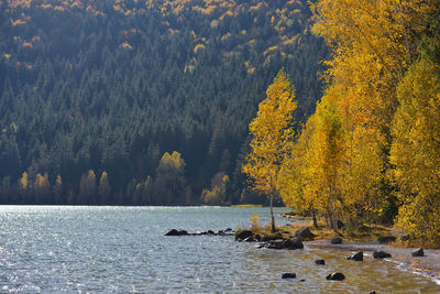 Scenic view of lake and trees in forest during autumn