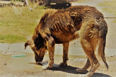 Close-up of stray dog drinking from puddle