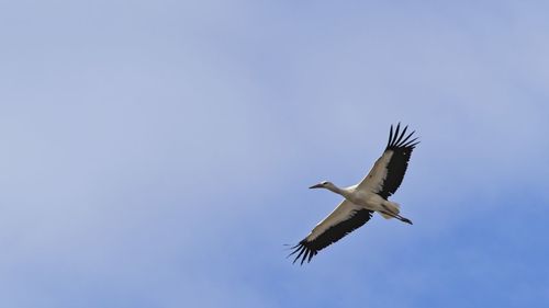 Low angle view of bird flying in sky
