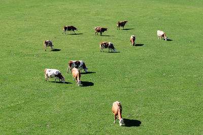 High angle view of cattles on grassy field