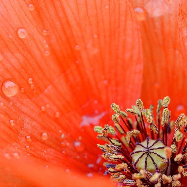 flower, freshness, petal, flower head, fragility, full frame, beauty in nature, backgrounds, red, growth, close-up, single flower, nature, extreme close-up, pollen, stamen, macro, plant, blooming, drop