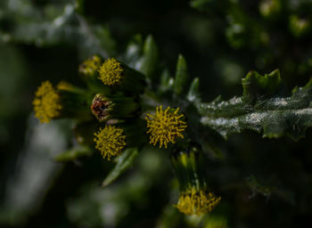 Close-up of fresh green leaves