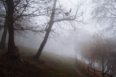 Trees in foggy weather