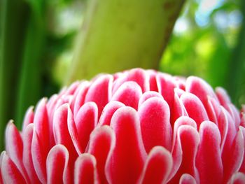 Close-up of pink flower