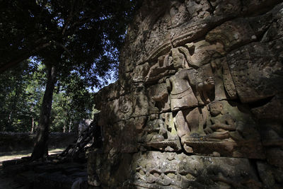 Low angle view of tree trunk