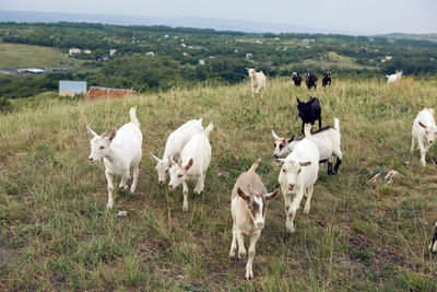 Little goats walk in the meadow on the mountain in summer