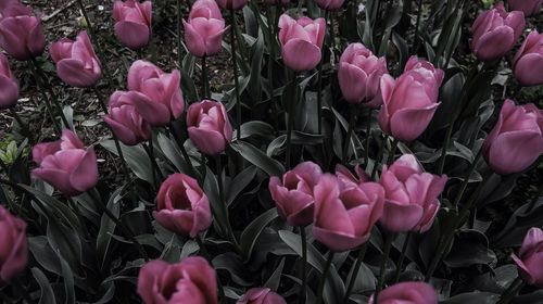 Close-up of pink flowers