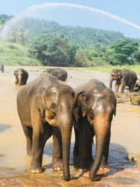 Elephant in a lake