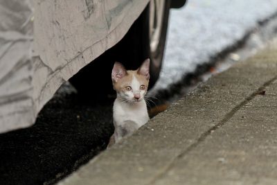 Portrait of cat on footpath by street