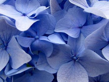 Full frame shot of flowers