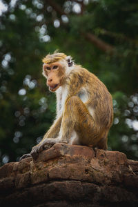 Close-up of monkey