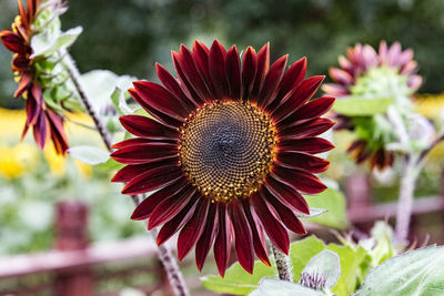 Close-up of maroon sunflower blooming on field