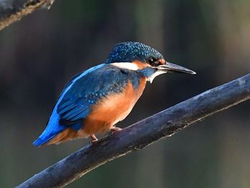 Close-up of bird perching outdoors