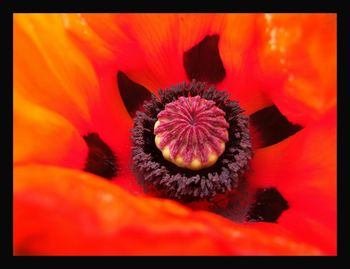Close-up of red flower