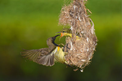 Close-up of a bird flying