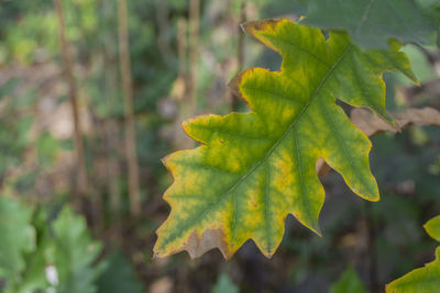 Close-up of leaves on plant