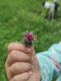 Close-up of hand holding purple flower