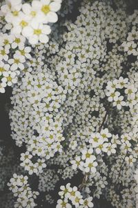 High angle view of pink flowers