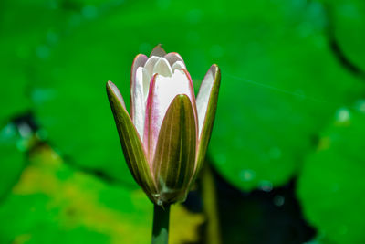 Close-up of pink flower