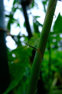 Close-up of insect on plant