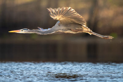 Close-up of egret flying over lake