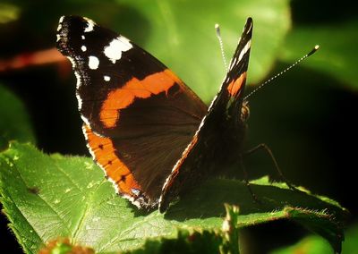 Close-up of butterfly perching on leaf