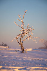 Bare tree on snow covered field against clear sky