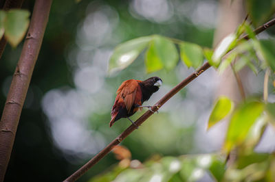 Bird perching on a branch