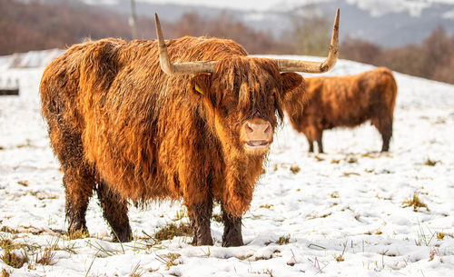 Highland cow with large horns on snow covered field