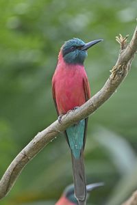bird