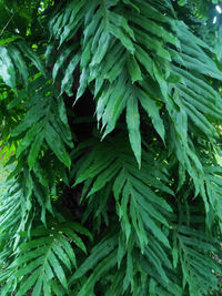 High angle view of green leaves