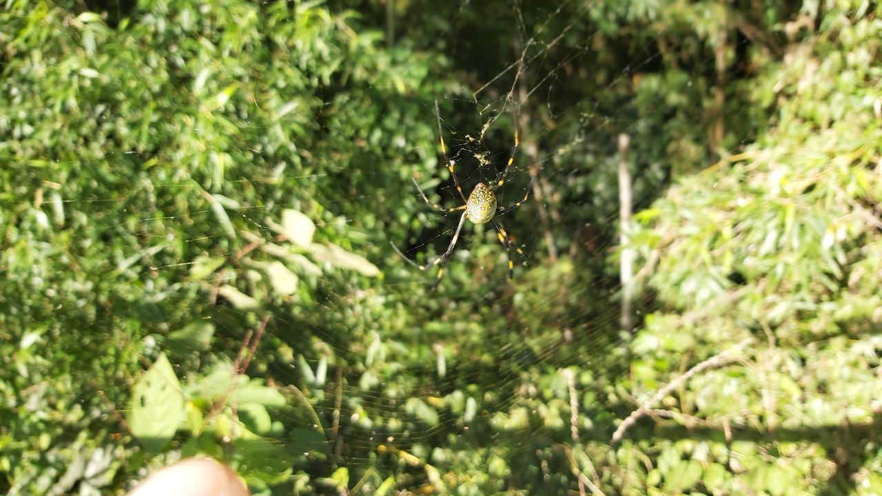 SPIDER ON WEB AGAINST PLANTS