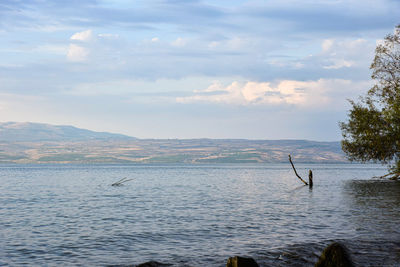 View of birds flying over sea