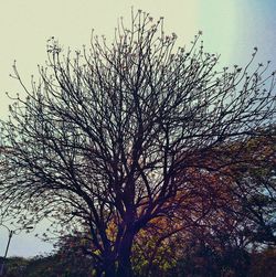 Low angle view of bare trees against sky