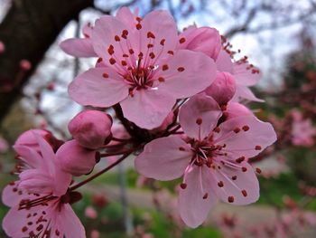 Close-up of pink flowers