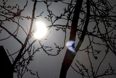 Low angle view of bare tree against sun