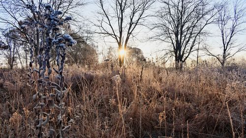 Bare trees against sky during winter