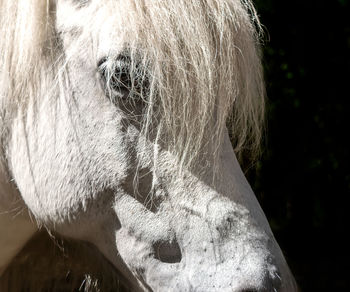 Close-up of a horse