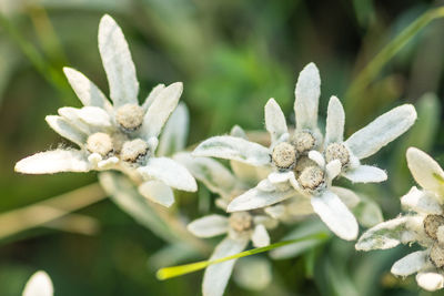 Close-up of white flowering plant
