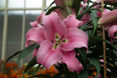 plant