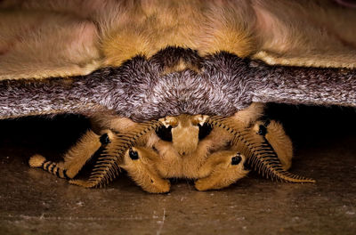 Close-up of animal resting