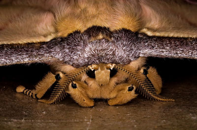 Close-up of animal resting