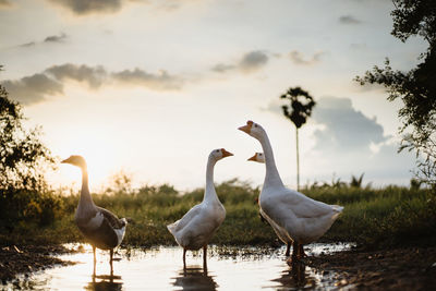 White goose family walking in lake