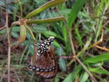 Close-up of butterfly on plant