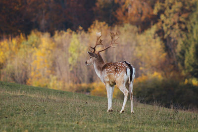 Deer standing on field