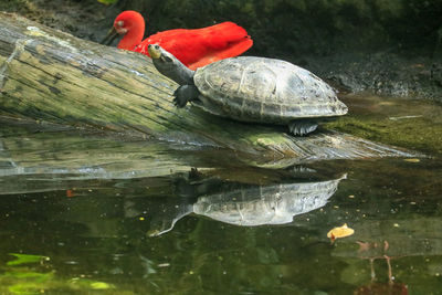 View of turtle swimming in lake