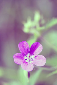 Close-up of flower against blurred background